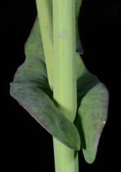 Image: P.B. Heenan © Landcare Research 2014 